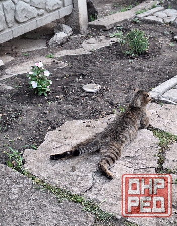 Бронь на котят Шотланской Вислоухой кошки родились 04.03.2026 Донецк - изображение 4