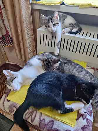 Отдам в хорошие руки Енакиево