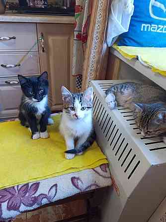 Отдам в хорошие руки Енакиево