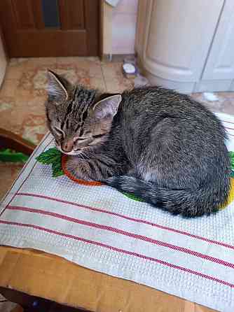 Отдам в хорошие руки Енакиево