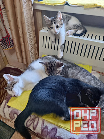 Отдам в хорошие руки Енакиево - изображение 3