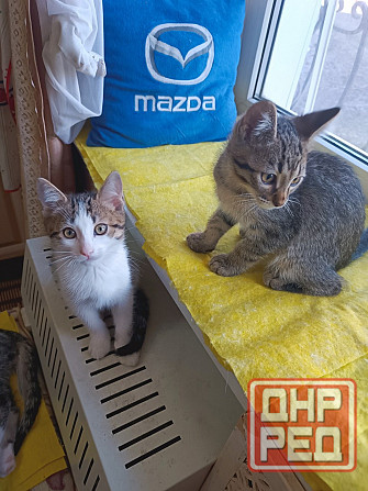 Отдам в хорошие руки Енакиево - изображение 4