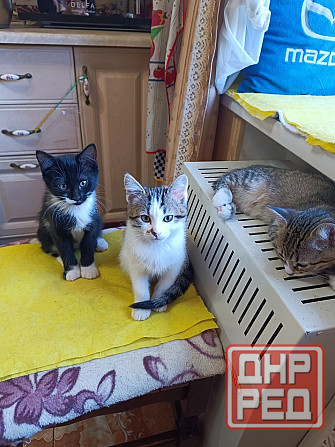 Отдам в хорошие руки Енакиево - изображение 2