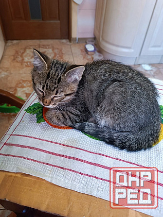 Отдам в хорошие руки Енакиево - изображение 1