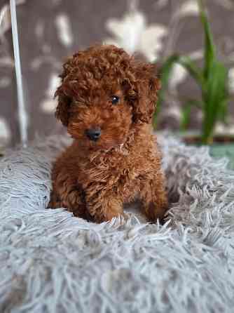 Той-пудель Донецк