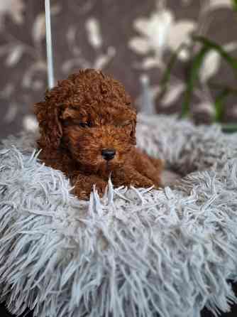 Той-пудель Донецк