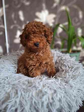 Той-пудель Донецк