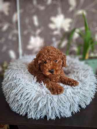 Той-пудель Донецк