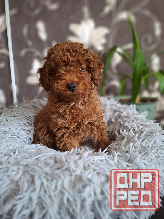 Той-пудель Донецк - изображение 3