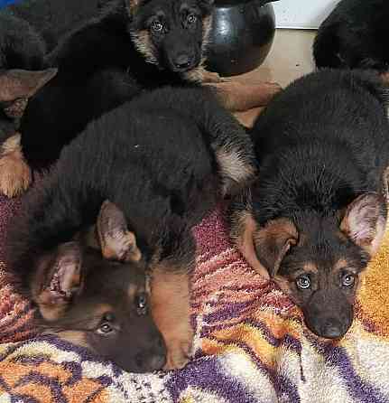 Немецкая овчарка (мальчики). Донецк