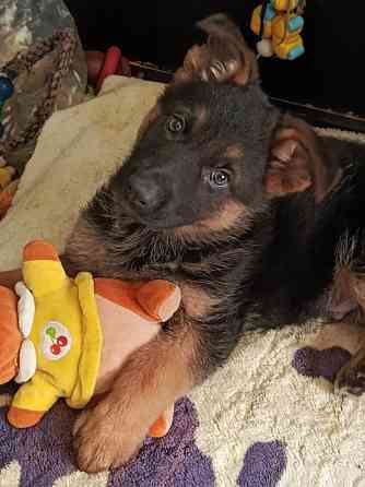 Немецкая овчарка (мальчики). Донецк