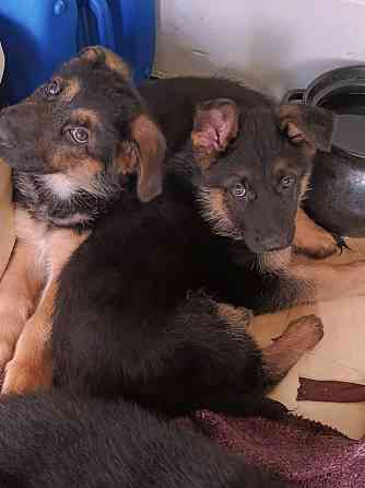 Немецкая овчарка (мальчики). Донецк