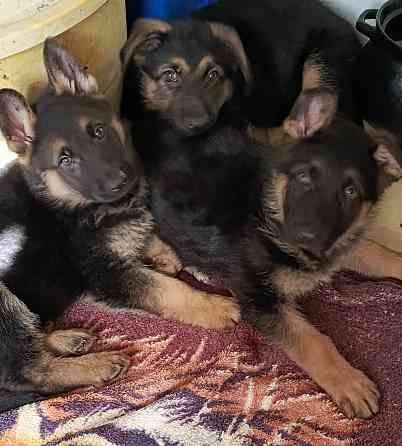 Немецкая овчарка (мальчики). Донецк