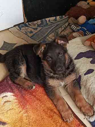 Немецкая овчарка (мальчики). Донецк