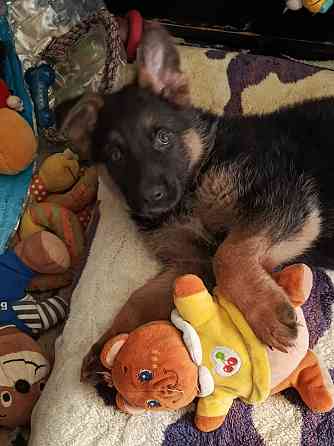 Немецкая овчарка (мальчики). Донецк