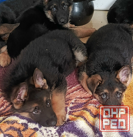 Немецкая овчарка (мальчики). Донецк - изображение 3