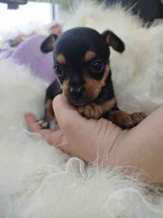 Продажа щенков Русского Той терьера Зугрэс