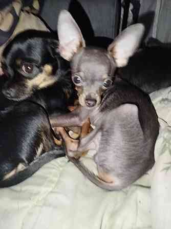 Продажа щенков Русского Той терьера Зугрэс