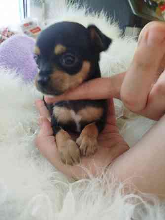 Продажа щенков Русского Той терьера Зугрэс