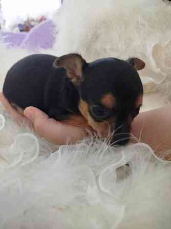 Продажа щенков Русского Той терьера Зугрэс