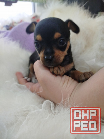 Продажа щенков Русского Той терьера Зугрэс - изображение 1