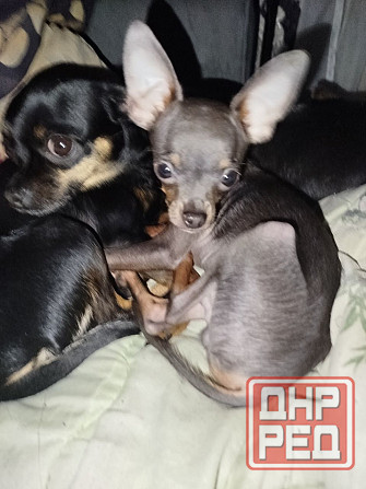 Продажа щенков Русского Той терьера Зугрэс - изображение 5