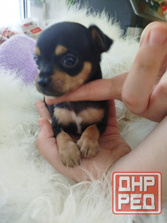 Продажа щенков Русского Той терьера Зугрэс - изображение 3