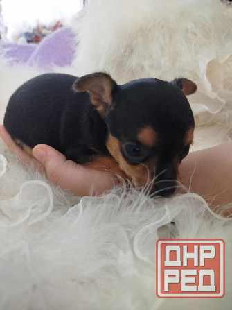 Продажа щенков Русского Той терьера Зугрэс - изображение 2