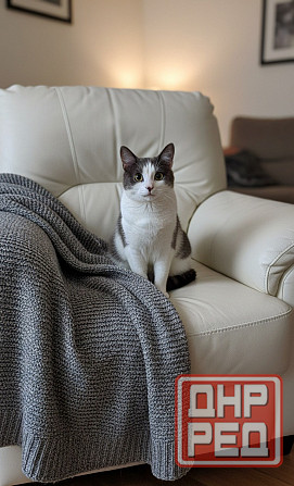 Отдадим котика в хорошие руки Донецк - изображение 1