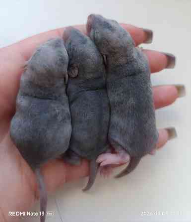 Ручные крысята Дамбо Донецк