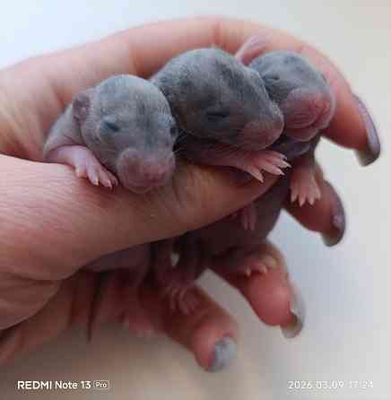 Ручные крысята Дамбо Донецк