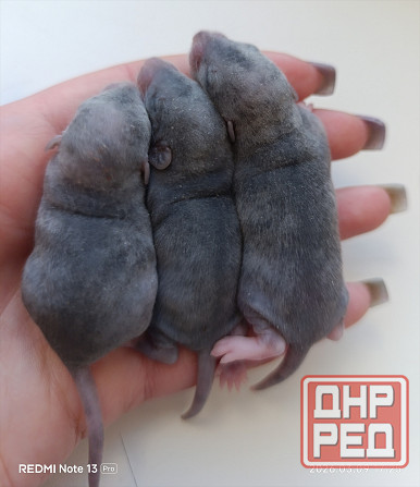 Ручные крысята Дамбо Донецк - изображение 2