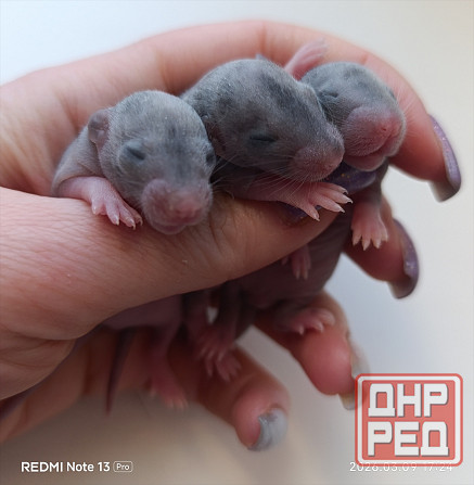 Ручные крысята Дамбо Донецк - изображение 1