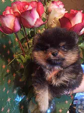 щенки для души Донецк