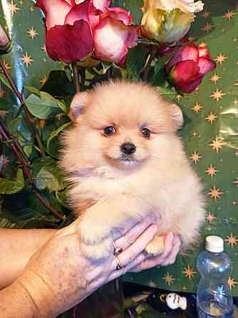 щенки для души Донецк