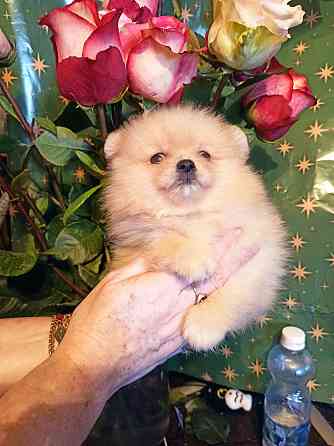 щенки для души Донецк