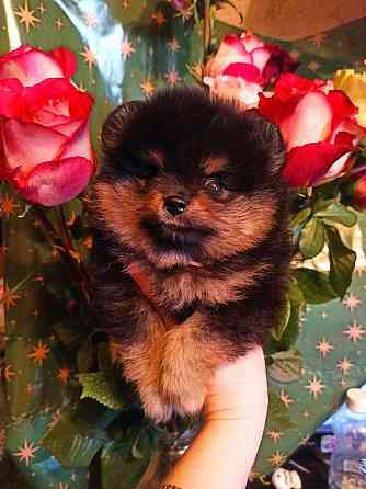 щенки для души Донецк