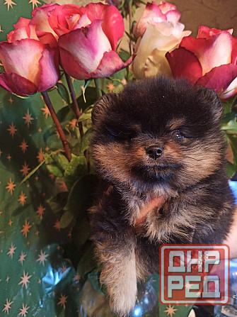 щенки для души Донецк - изображение 4