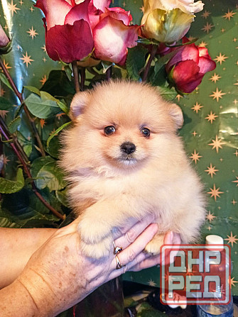 щенки для души Донецк - изображение 2