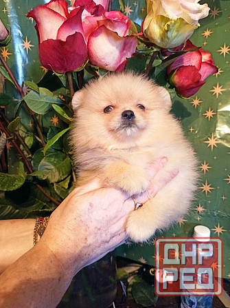 щенки для души Донецк - изображение 1