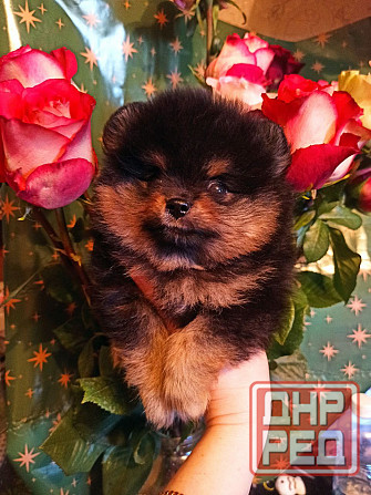 щенки для души Донецк - изображение 3