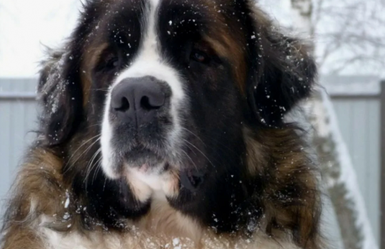 кобель московская приглашает подружку для встречи Донецк