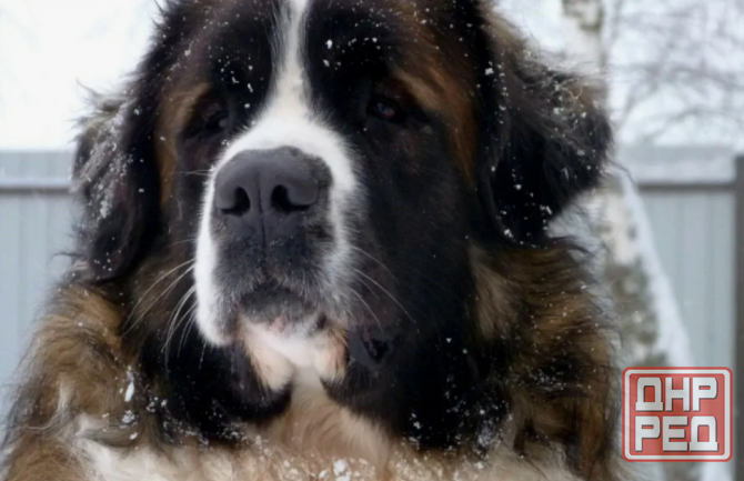 кобель московская приглашает подружку для встречи Донецк - изображение 1