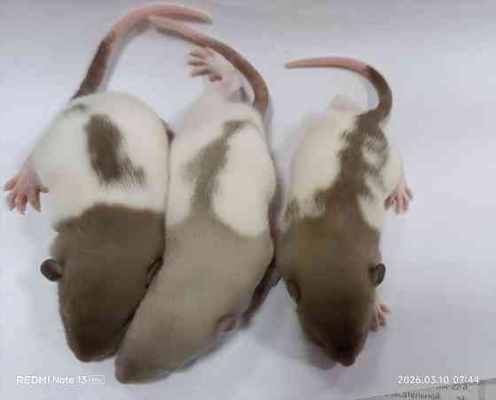 Мальчики Дамбо Донецк