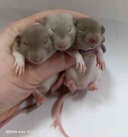 Мальчики Дамбо Донецк