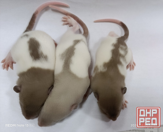 Мальчики Дамбо Донецк - изображение 2