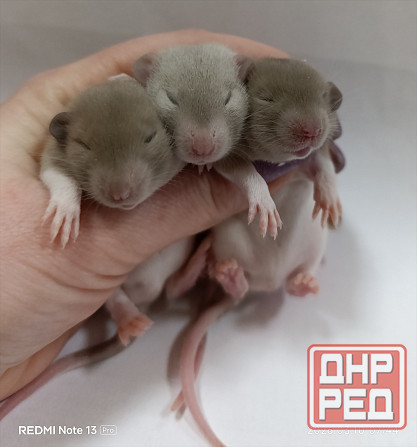 Мальчики Дамбо Донецк - изображение 1