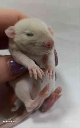 Девочка Дамбо Донецк