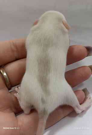 Девочка Дамбо Донецк