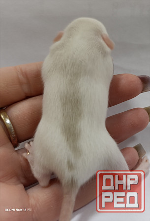 Девочка Дамбо Донецк - изображение 2